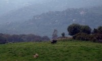 Monte