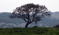 Monte2